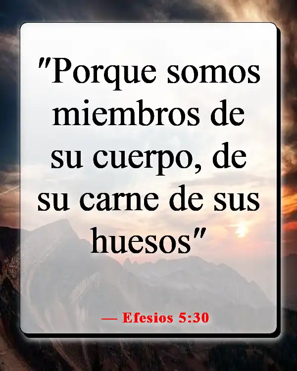 Versículos de la Biblia sobre maltratar a tu esposa (Efesios 5:30)